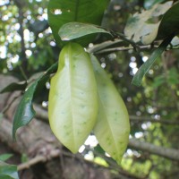 Quassia indica (Gaertn.) Noot.